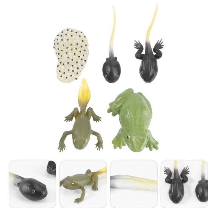 Weiyidea 5pcs Têtard Grenouille Jouet Kit, Jouet De Figurines d'animaux De Cycle De Vie, Miniature Simulation Ranidae Cycle De Croissance Modèle Enfant Étudiant Biologie Aides Pédagogiques Weiyidea 5pcs Têtard Grenouille Jouet Kit, Jouet De Figurines d'animaux De Cycle De Vie, Miniature Simulation Ranidae Cycle De Croissance Modèle Enfant Étudiant Biologie Aides Pédagogiques