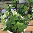 Lot de 4 Treillis de Jardinage en Plastique pour Mini Plantes grimpantes-2