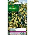 Plante vivace - VILMORIN - Houblon du Japon - Feuillage dense - Croissance rapide - Jaune-0