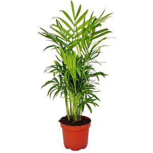 PLANTE POUSSÉE Exotenherz - palmier de montagne - Chamaedorea elegans - 1 plante - facile d'entretien - purificateur d'air - pot 12cm