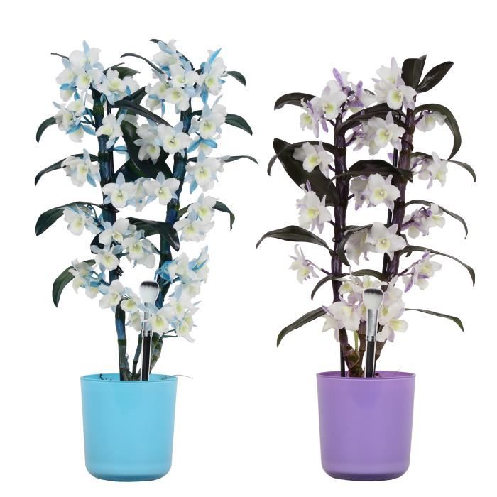 Orchidées de Botanicly – 2 × Bambou Orchidée – Hauteur: 50 cm, 2 pousses, fleurs violettes et blanches – Dendrobium... plante nature