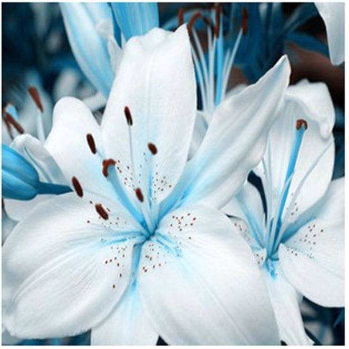 Lot de 10 graines de Lys Blanche / Bleue Fleurs - Cdiscount Jardin
