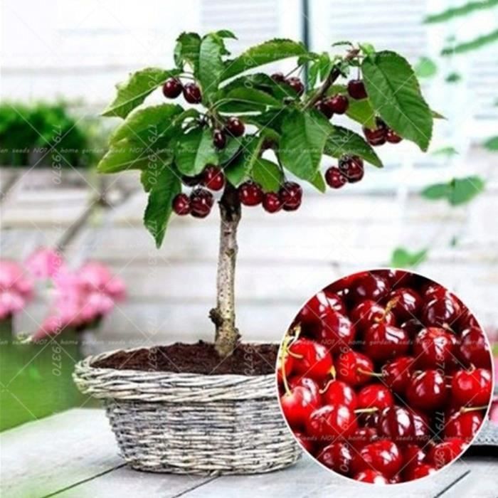 Version 10pcs - 100 Pièces 4 Genre Bonsaï Arbres Fruitiers Plantes, Vivace Nain Kiwi Pomme Orange Cerise Fruits Jardin En Pot