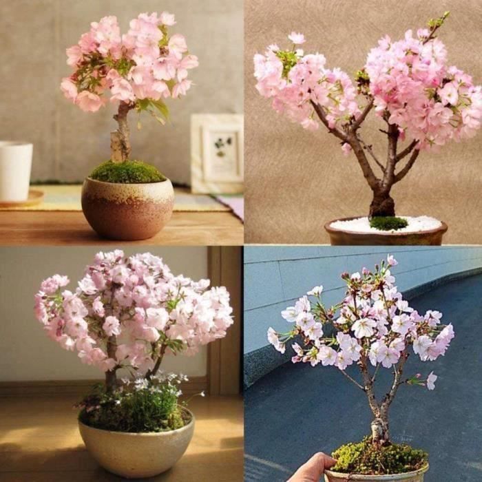 20PCS Graines de Sakura Cerisier Rares Fleur de Bonsaï Pink Cherry Blossoms Tree Pour Maison Jardin