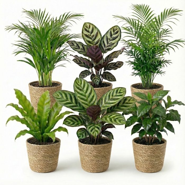 6 plantes dintérieur avec panier - Purificatrices dair Ø 12 cm
