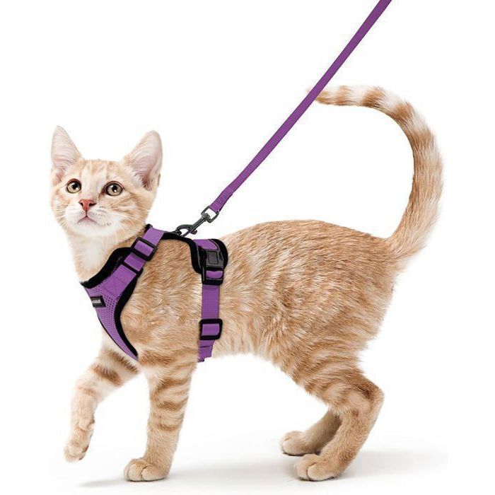 Meilleurs prix pour Rabbitgoo Harnais Chat Harnais pour chaton/petit chien Harnais Anti-traction Avec Bandes réfléchissantes réglables-Taille S -Violet