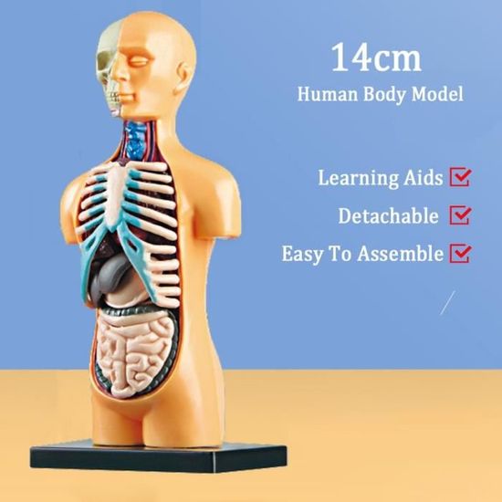 UIGJIOG Modèles anatomiques 3pcs Coeur du Torse Humain kit d'apprentissage  Squelette Humain Torse du Torse Squelette 3D Modèle d'étude Outils pour