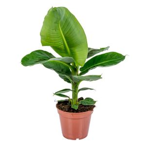 PLANTE POUSSÉE Bananier - Musa 'Tropicana' - Plante d'intérieur - Pot de culture D17 cm - H60-70 cm