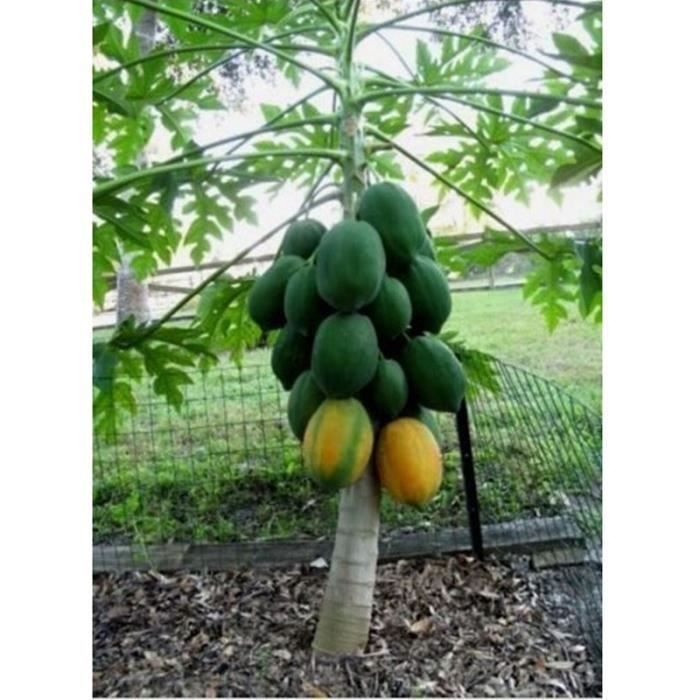 30pcs Graines Bonsaï Plant Fruit Nain Papaye Graines