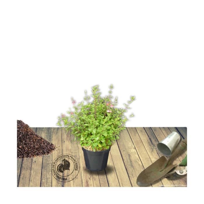 Plante poussée - Sauge à petites feuilles microphylla Hot Lips® - Pot de 3L - 20/40 cm - Bellevue Distribution