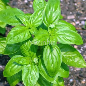 Tezier Basilic Marseillais