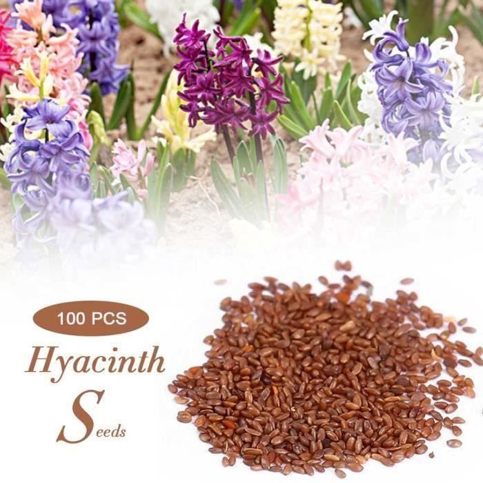100pcs-lot mélangé couleur jacinthes graines Maison Jardin plante fleur décoration