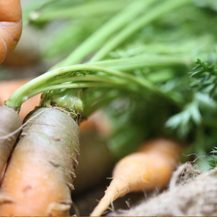Graines de Carotte fourragère Blanche À Collet Vert Hors Terre ...