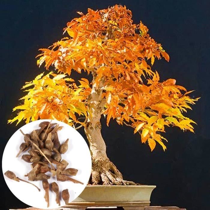 Graines de arbres feuilles jaunes Bonsaï Érable Balcon Intérieur Plants