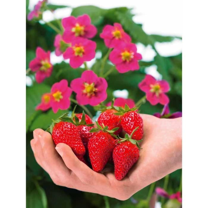 3 Fraisiers A Fleurs Roses Toscana Achat Vente Graine