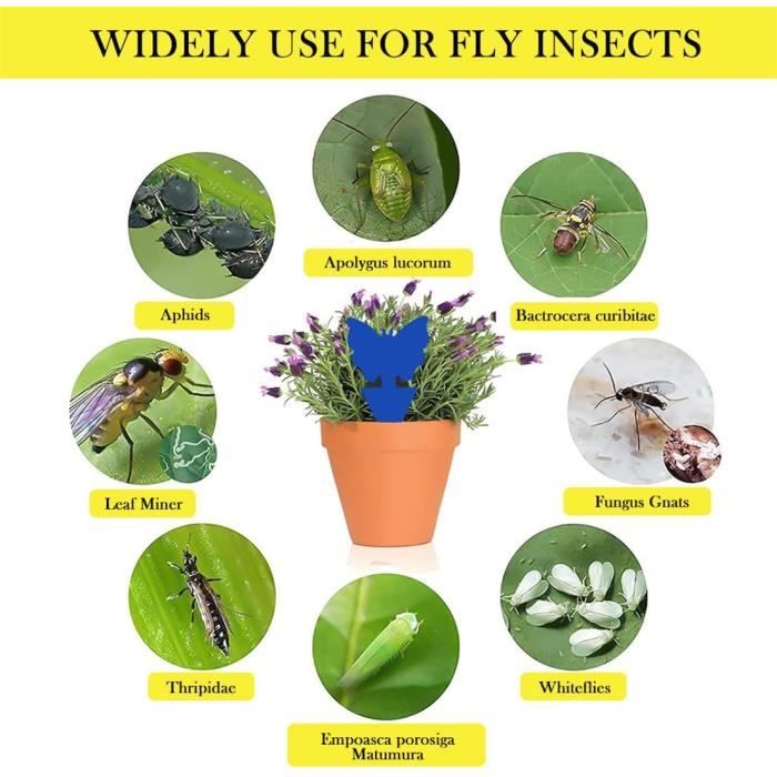 REKVEN - Petits Piège à Insectes Autocollants, Paquet de 30, pour Mouches à  Fruits, Moucheron Fongique et Autres Insectes Volants : : Jardin