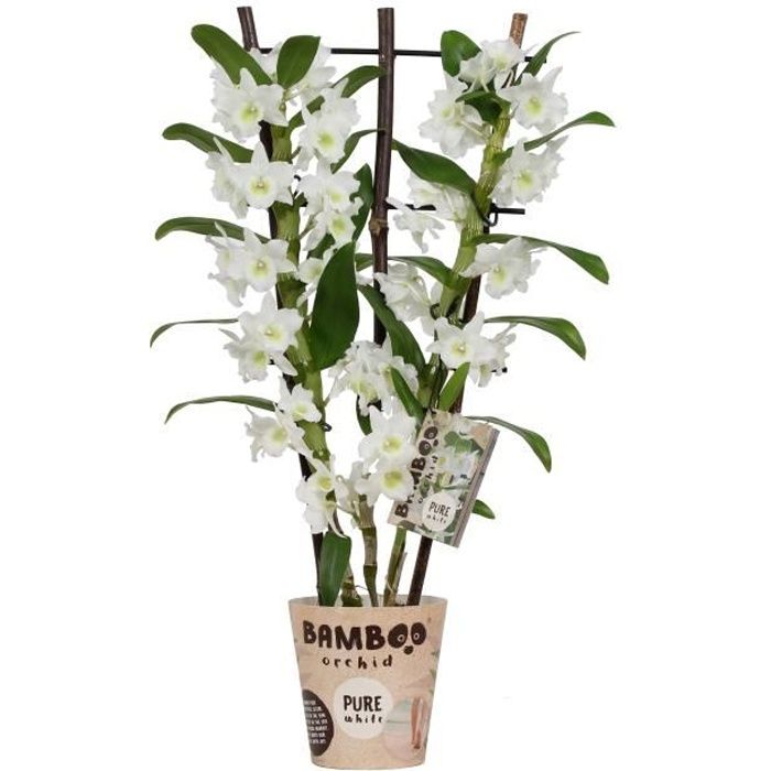 Orchidée bambou Fleur Blanche - plante d'intérieur- hauteur 50 cm - Pot 12 cm - Entretien facile