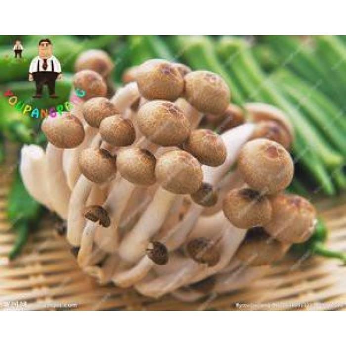 Version Blanc - Offre Spéciale 100 Pièces Une Variété De Champignons Comestibles Mélangés, Pleurotus Délicieux Souches Plantes