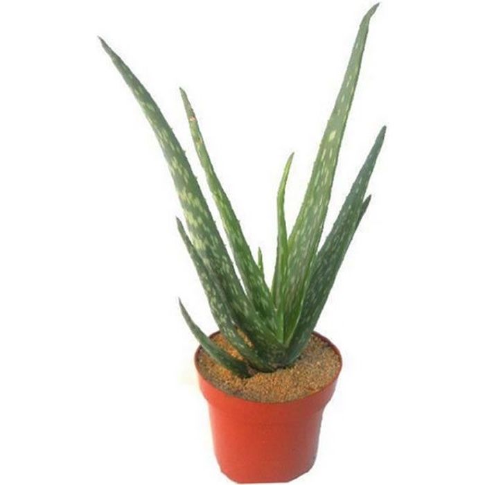 Aloe Vera