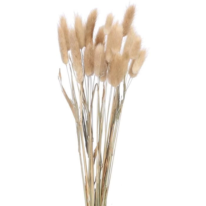 HUAESIN 30 Pcs Lapin Queue Herbe Fleur Herbe Queue de Lapin Artificiel Fleurs Séchée Naturelles pour Fête Maison Arrangement de Fleurs Décor 