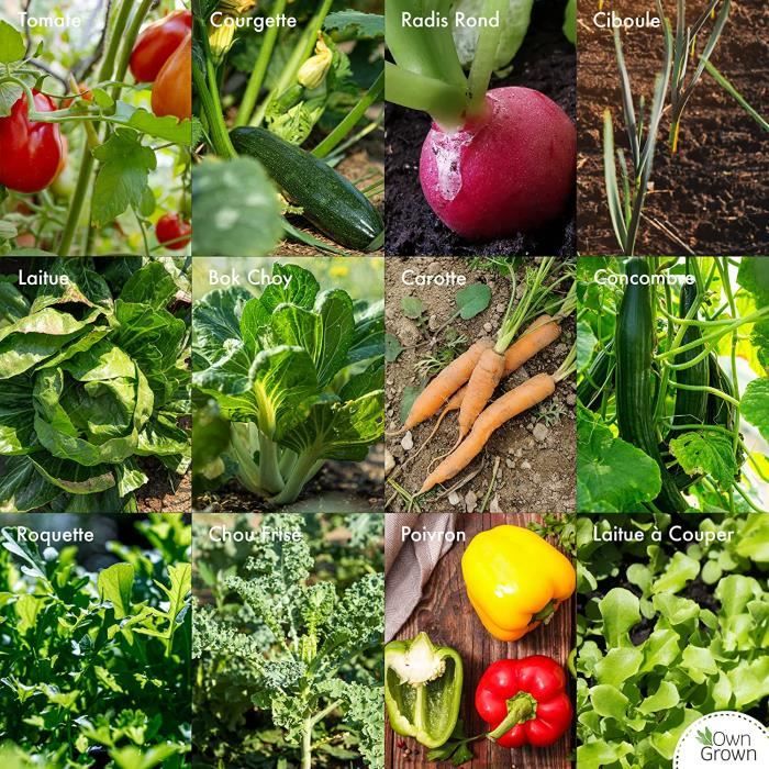 Kit de graines de légumes prêt à pousser OwnGrown, 12 légumes  incontournables à planter en un set pratique, Assortiment graines 24 -  Cdiscount Jardin