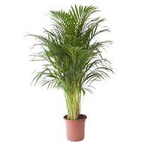Plante d'intérieur – Palmiste multipliant – Hauteur: 110 cm XEEF