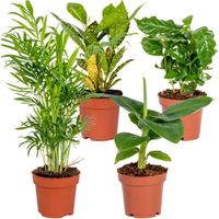 Mélange de plantes d'intérieur tropicales - BLOOMIQUE - Musa-Chamaedorea-Codiaeum-Coffea - D12cmD25-40cm