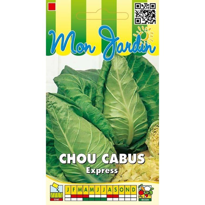 Graine - Semence - Chou cabus Express (pointu)