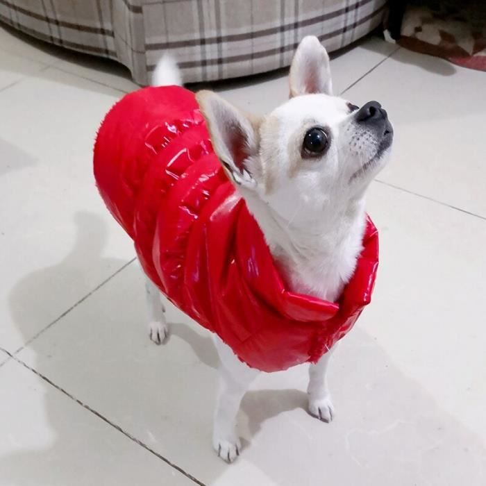 Vêtements chihuahua hotsell