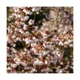 Arbre-Cerisier à fleurs du Japon Kojo no mai-Pot de 4L - 40/60 cm-BELLEVUE DISTRIBUTION-0