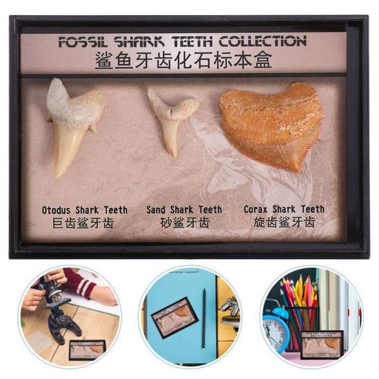 Kit Fouille Dents De Requin EggBox - 1 Vraie Dent + 8 Répliques - Jeu éducatif Pour Enfants 6-12 Ans