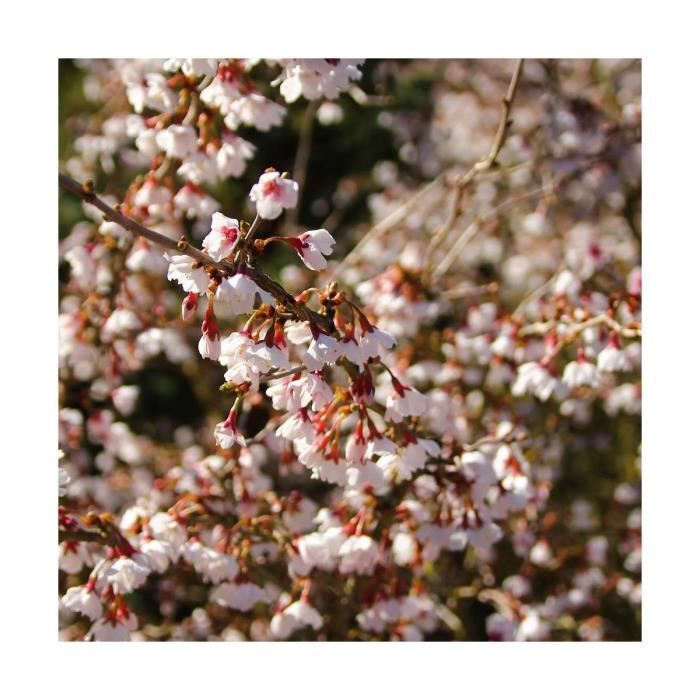 Arbre-Cerisier à fleurs du Japon Kojo no mai-Pot de 4L - 40/60 cm-BELLEVUE DISTRIBUTION