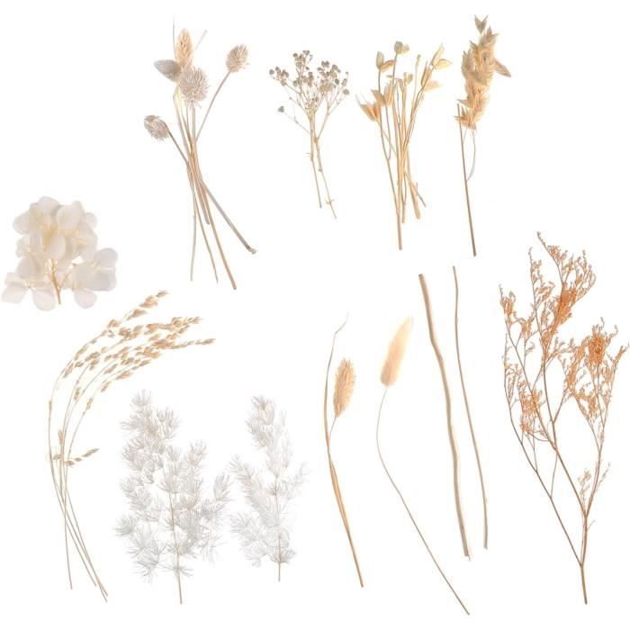 fleurs séchées nail art 12 couleurs naturelles fleurs séchées pour acrylique, UV Gel Nail Art Conseils Design Case DIY Decor(01 fleurs séchées nail art 12 couleurs naturelles fleurs séchées pour acrylique, UV Gel Nail Art Conseils Design Case DIY Decor(01