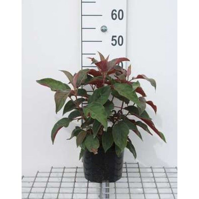 Hydrangea aspera Hot Chocolate Hortensia 40 50 cm en pot