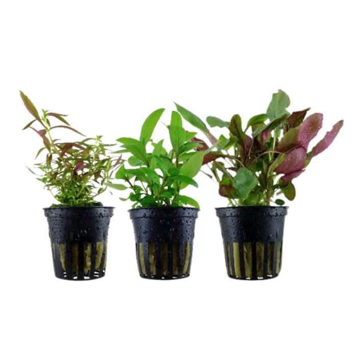 Meilleurs prix pour AquaOne Plantes d'aquarium - Set de pots de plantes No.125