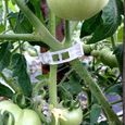 Lot de 150 clips de support de plantes pour légumes, tomates, et plants de vignes - Pour une croissance verticale et plus saine 2.6c-1
