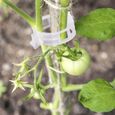 Lot de 150 clips de support de plantes pour légumes, tomates, et plants de vignes - Pour une croissance verticale et plus saine 2.6c-2