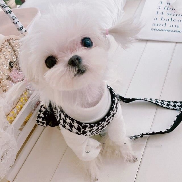 Tutu sales pour chien