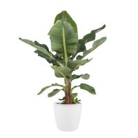 Plante d'intérieur – Bananier en pot de fleur blanc comme un ensemble – Hauteur: 80 cm X4B8