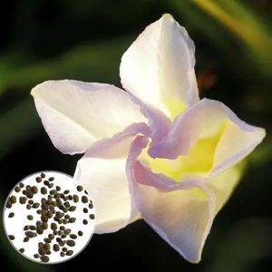 GRAINE - SEMENCE 150Pcs Graines De Fleur De Lune Blanche Naturel Facile À Cultiver Annuel Jardin Extérieur Fleur Jardinage Graines Seeds1
