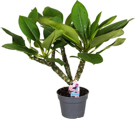 Pantalone Softshell Salewa Donna - Antivento, Idrorepellente, Elasticizzato, Per Trekking