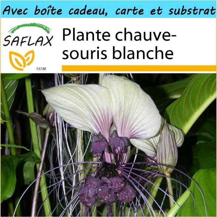 Kit Cadeau SAFLAX - 6 Graines Laurier Vrai (Laurus Nobilis) Avec Instructions De Culture