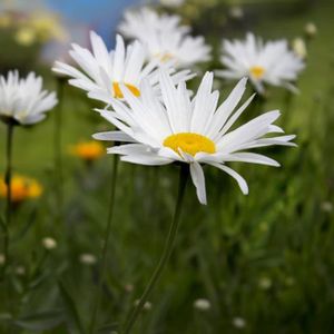 GRAINE - SEMENCE 500 Graines de Grande Marguerite - fleurs plante vivace jardin méthode BIO
