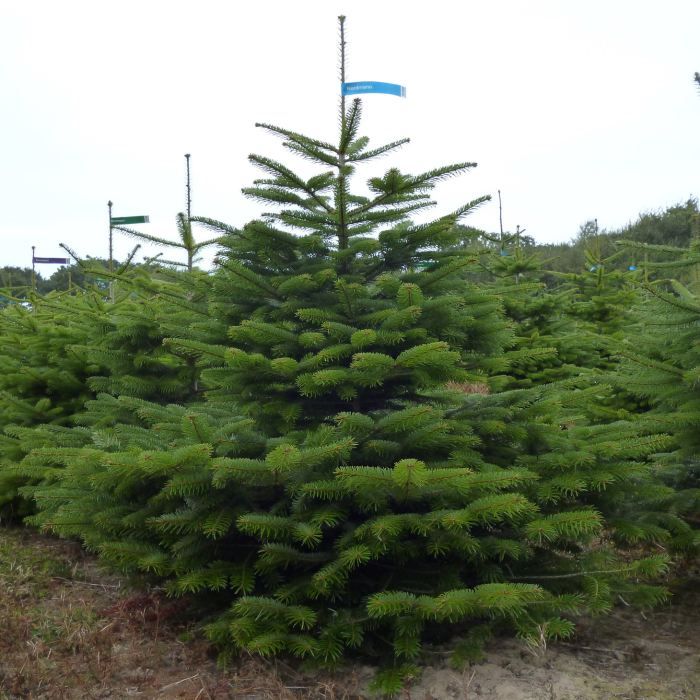 Sapin Nordmann 175/200 Cdiscount Maison — free download