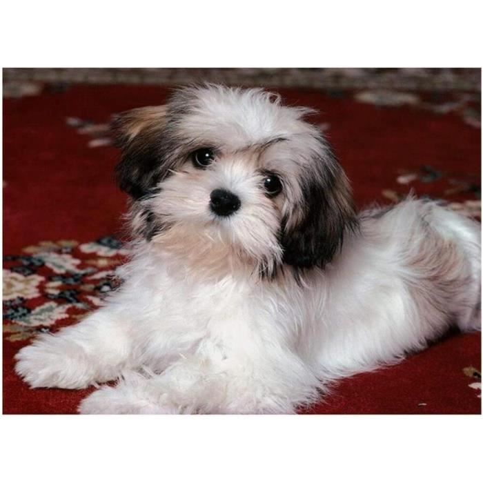 Diamond Painting YSCOLOR – Shih Tzu Cane – Kit 5D Rotondo, Tela 30x30cm, Pieno, Fai Da Te, Mosaico Ricamo