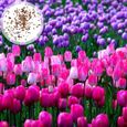 GRAINE - SEMENCE 50pcs  Définir les graines de tulipes Vitalité décorative Vitalité facile style-Multicolor 1-0