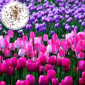 GRAINE - SEMENCE GRAINE - SEMENCE 50pcs  Définir les graines de tulipes Vitalité décorative Vitalité facile style-Multicolor 1