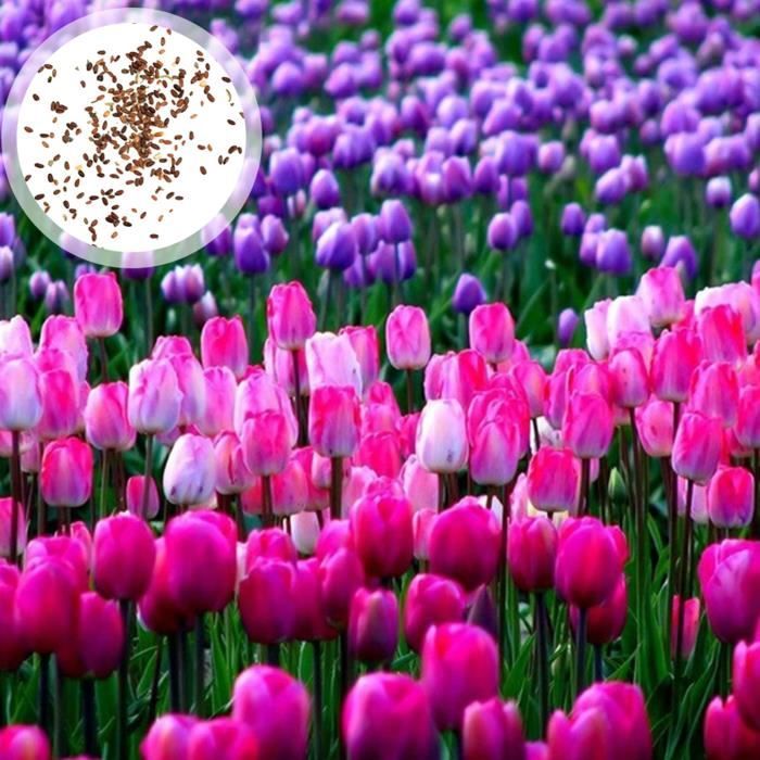 GRAINE - SEMENCE 50pcs Définir les graines de tulipes Vitalité décorative Vitalité facile style-Multicolor 1