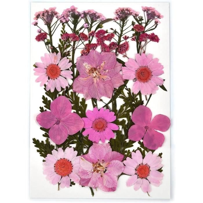 Lot 24 Fleurs Séchées Naturelles Pressées Trèfle à Quatre Feuilles VIXDA - Idéal Pour Résine Époxy, Bijoux Et Nail Art Créatif !