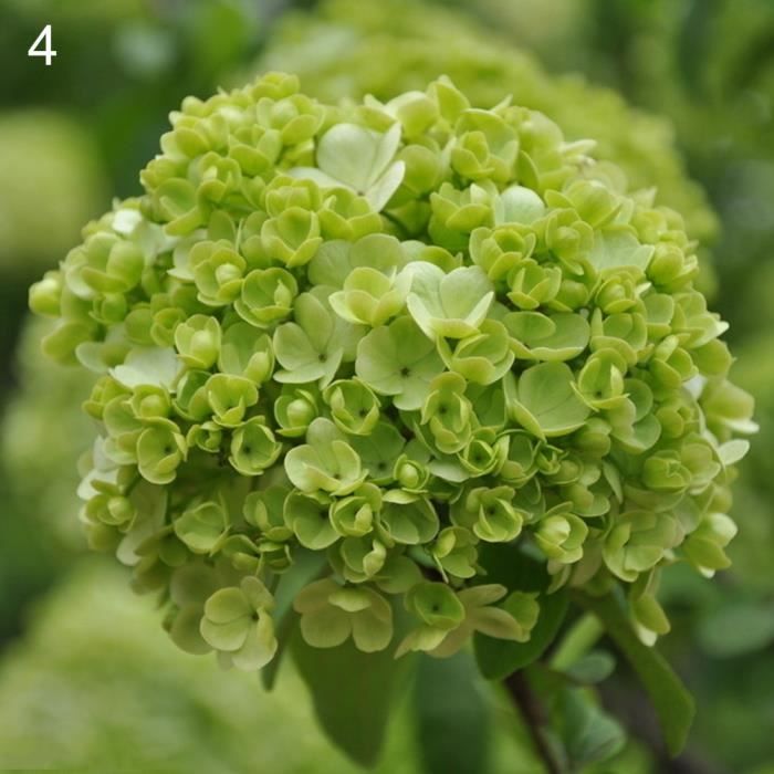 Hot Vert Hortensia Graines 50 Pcs Hortensia Fleur Graines Jardin Bonsai Plante Vivace Decor De Fete De Mariage Achat Vente Fleur Artificielle Cdiscount